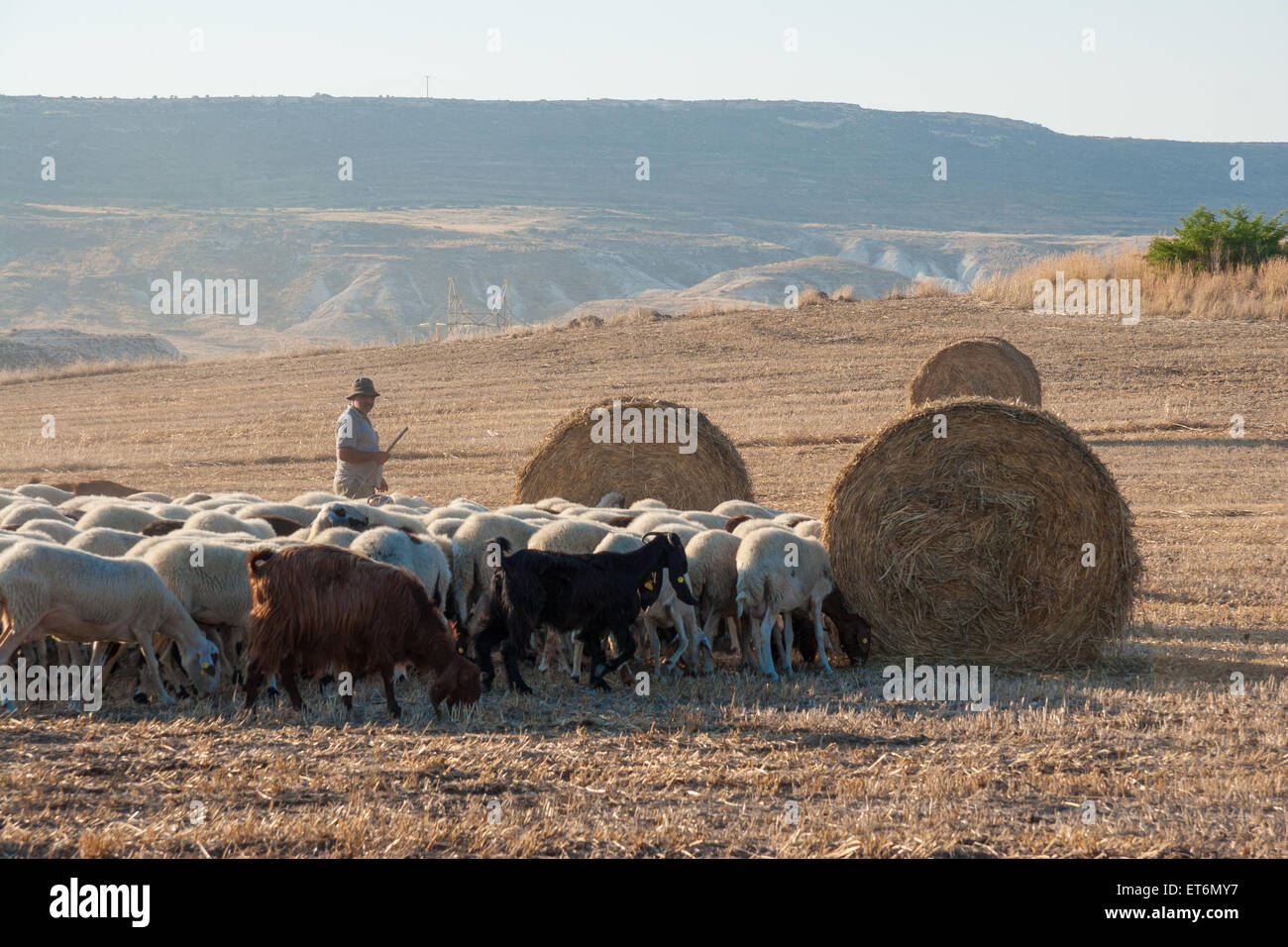 Shepherd with his grazing sheep and goats in a field with hay bales in Troulloi village, Cyprus Stock Photo