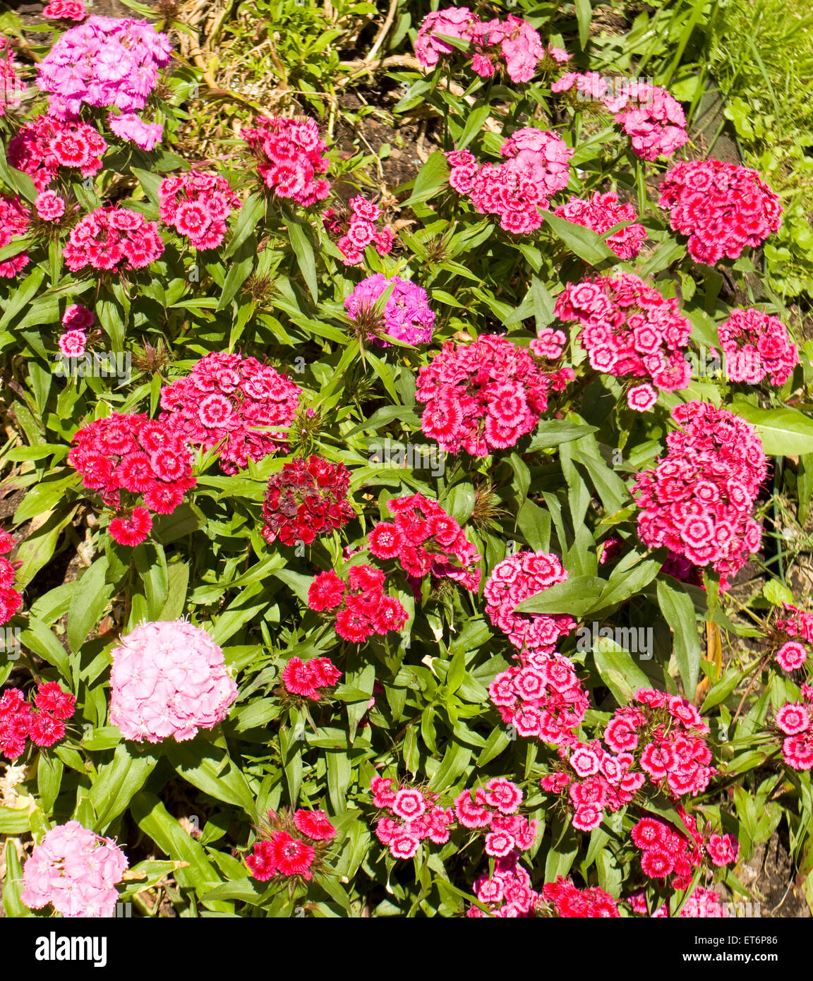 Little garden carnation, latin name clavulus, of crimson colour Stock