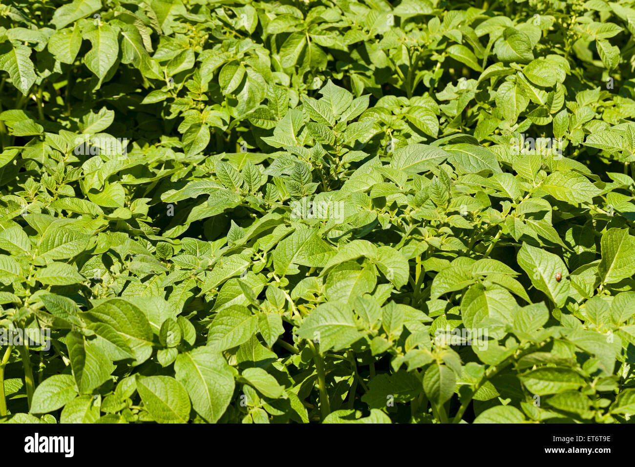 leaf of potatoes Stock Photo Alamy