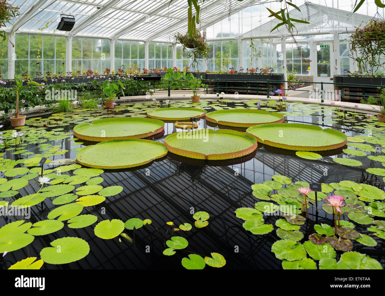 Botanical Garden Great Britain High Resolution Stock Photography And Images Alamy