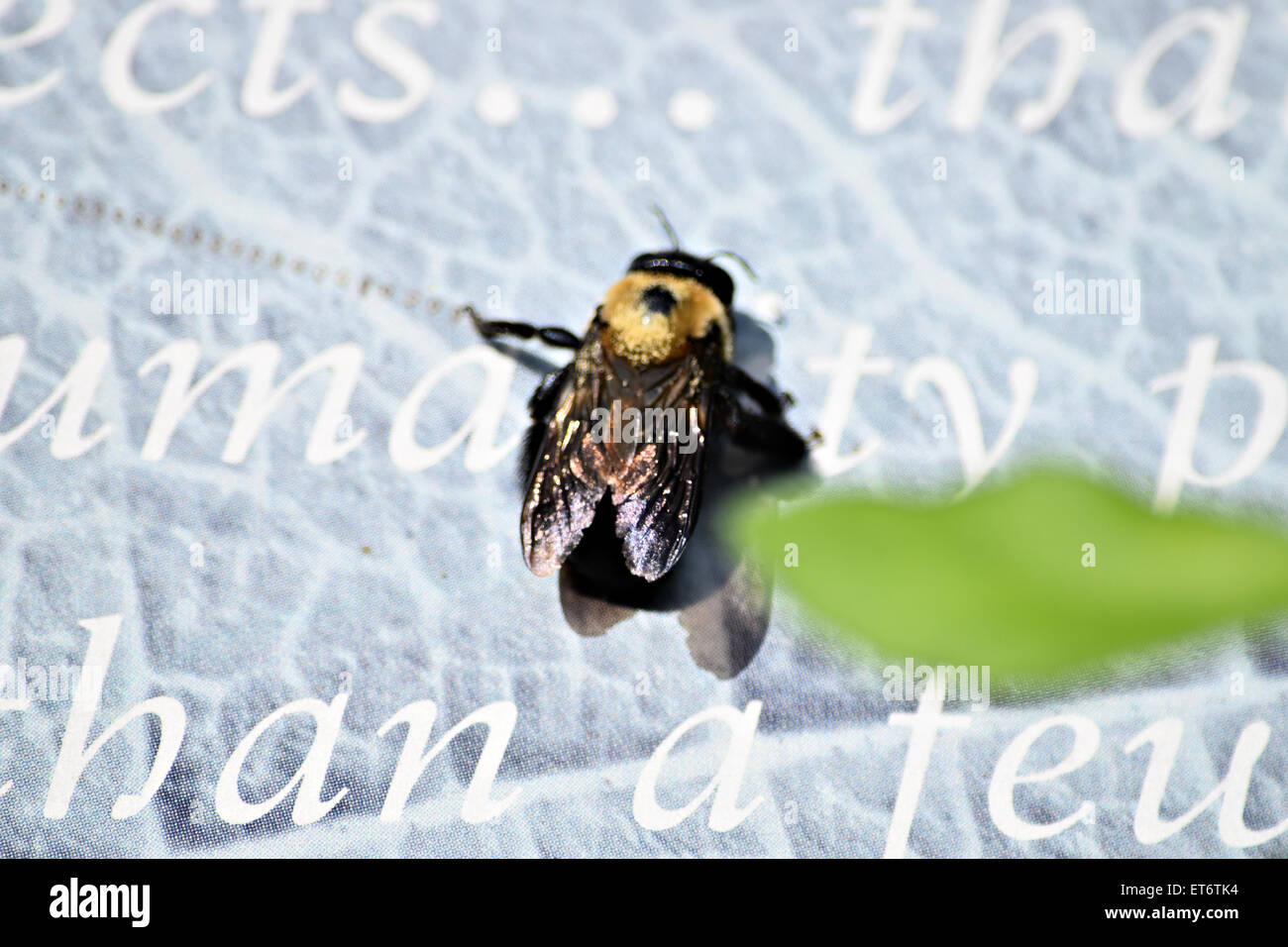 Flying cute bee hi-res stock photography and images - Alamy