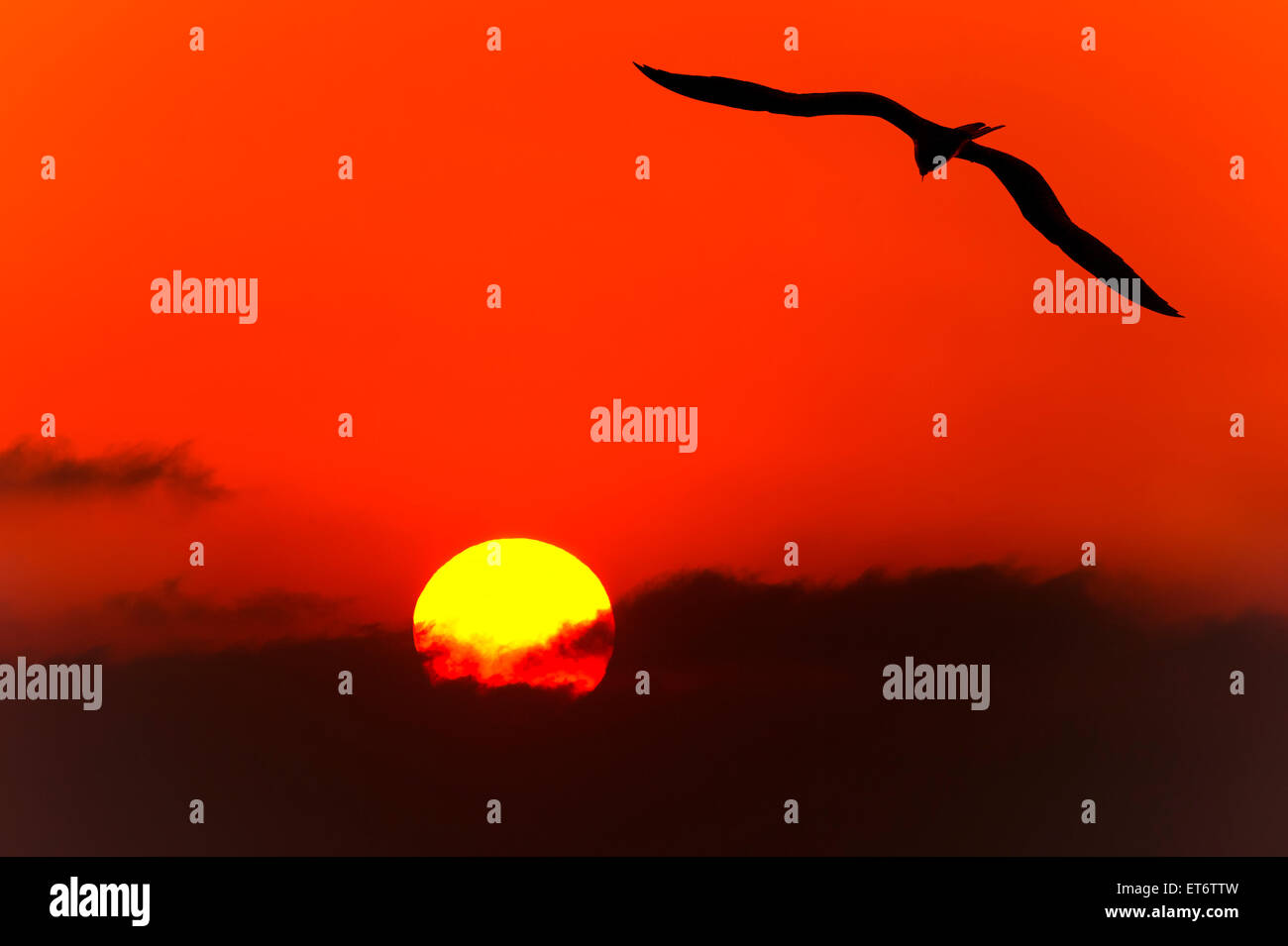 Flying bird in sunset hi-res stock photography and images - Alamy