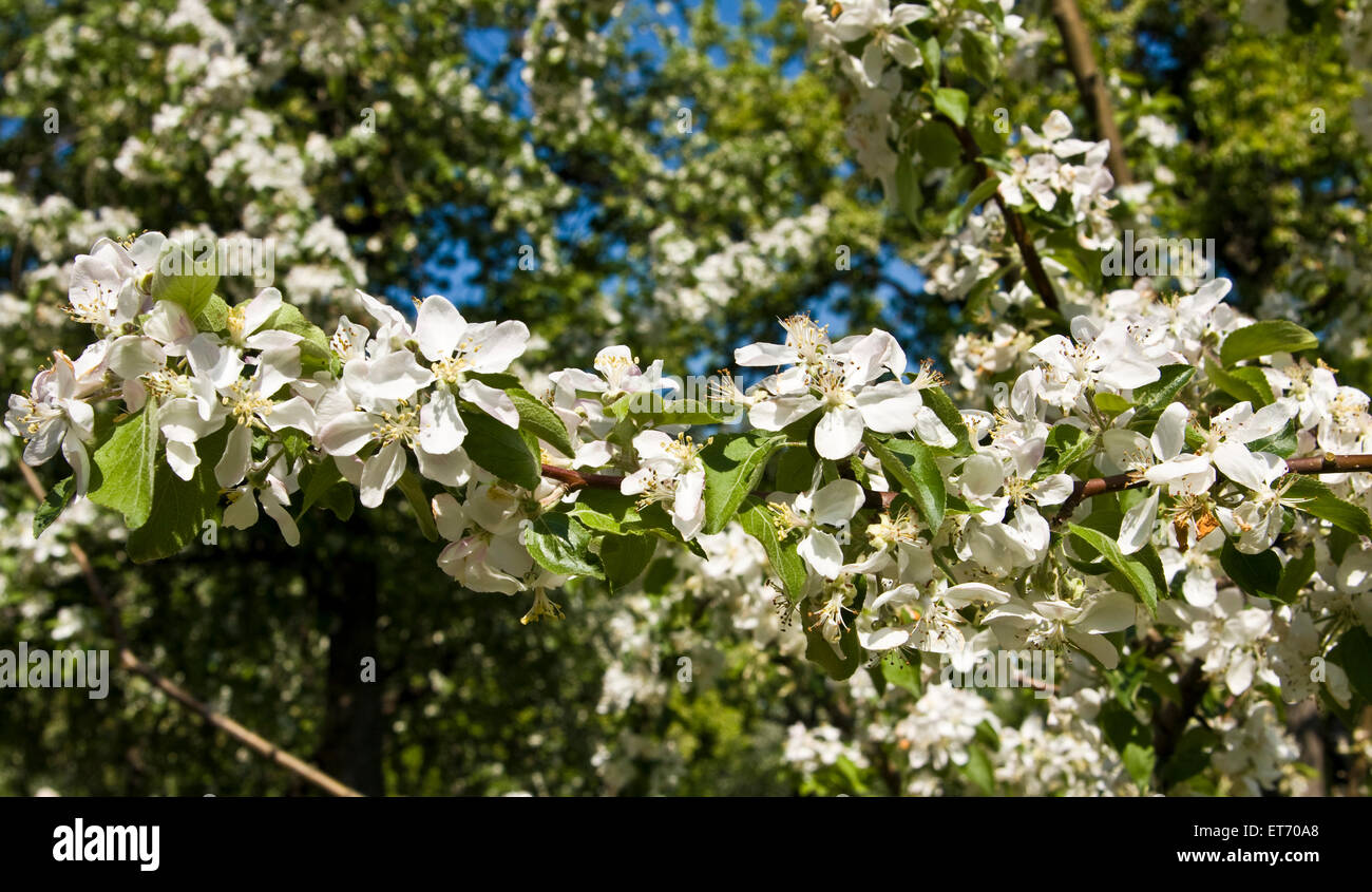 Branch of apple tree in blossom with white flowers Stock Photo - Alamy