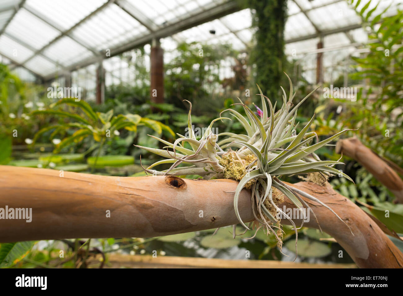 Tillandsia hi-res stock photography and images - Alamy