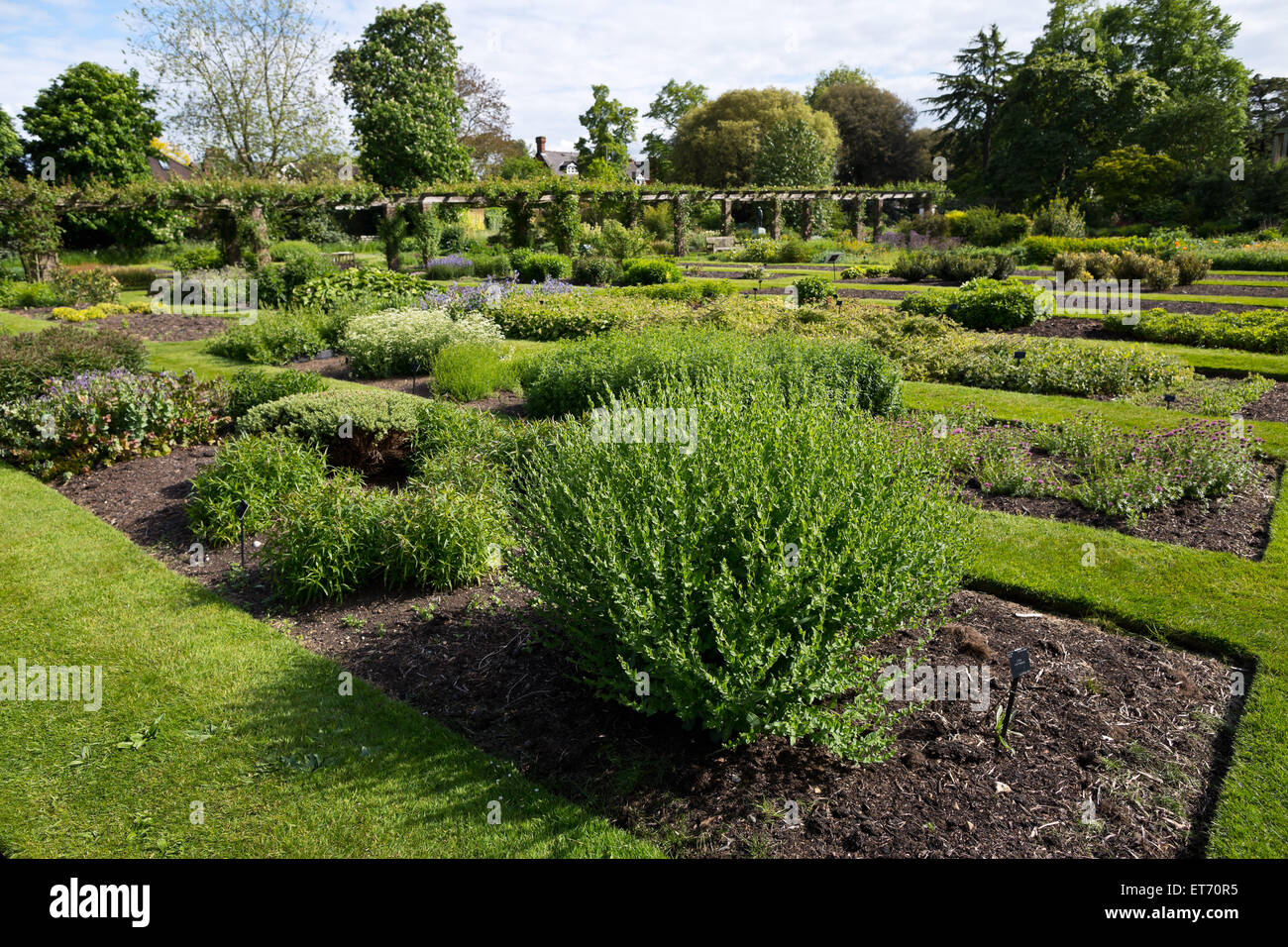 Kew royal botanical gardens, herb garden - London, UK, Europe Stock Photo