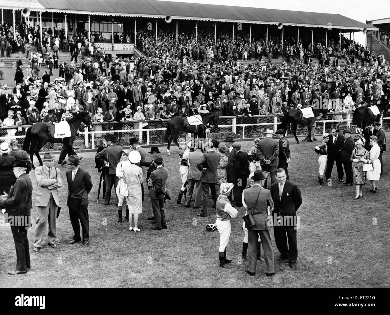 Horses about to take part in
