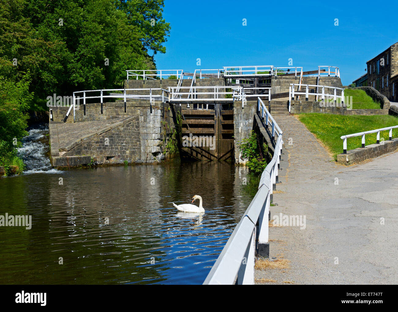 Swan at Dobson Locks, LeedsLiverpool Canal near Apperley Bridge, West