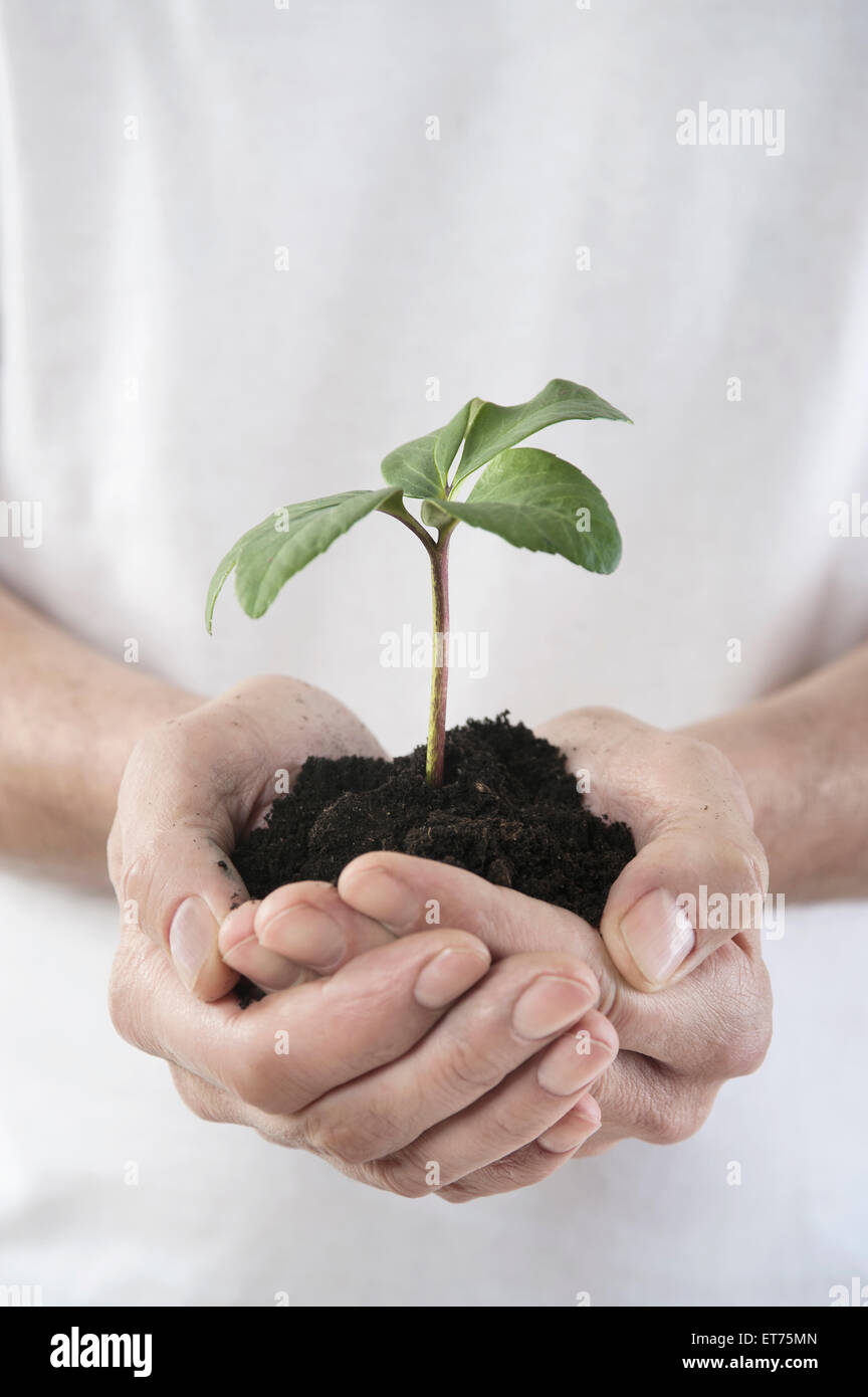 Man's hands holding a seedling, Bavaria, Germany Stock Photo