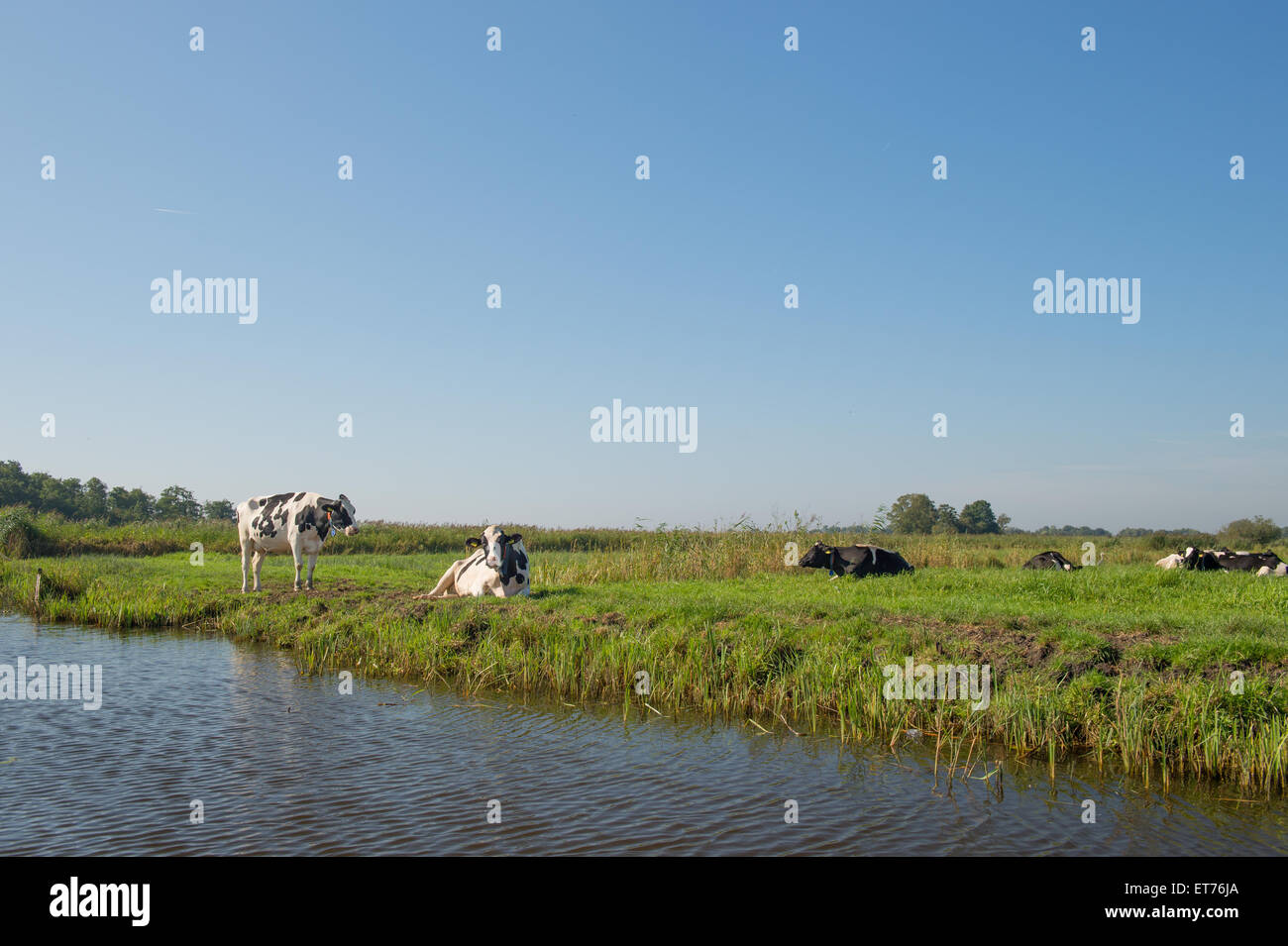 Typical Dutch cows in landscape with water and pastures Stock Photo - Alamy