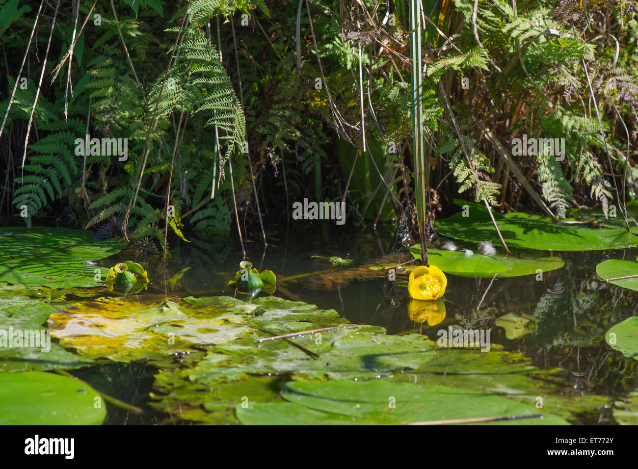 Yellow water lily in nature water Stock Photo - Alamy