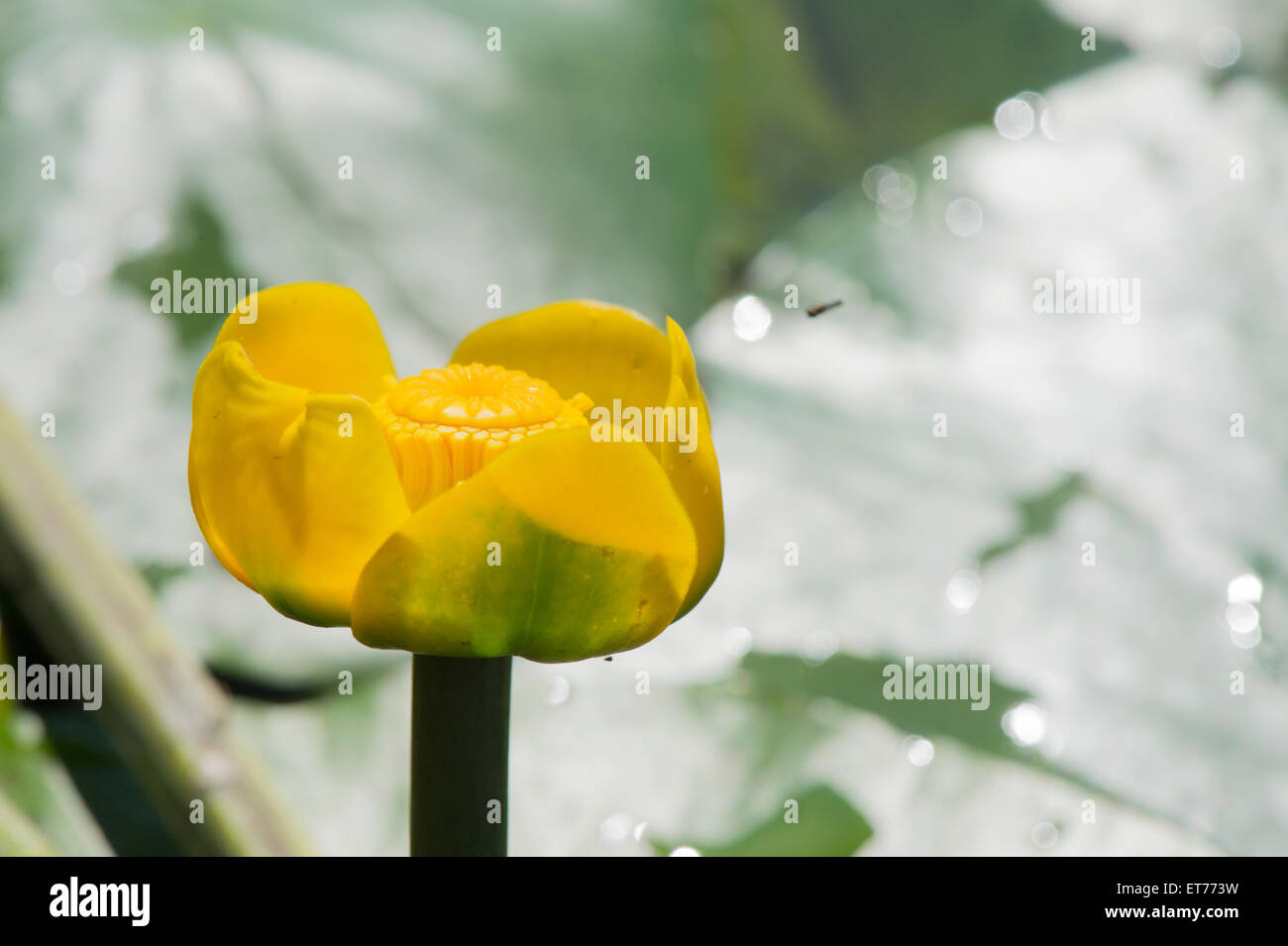 Yellow water lily in nature water Stock Photo - Alamy