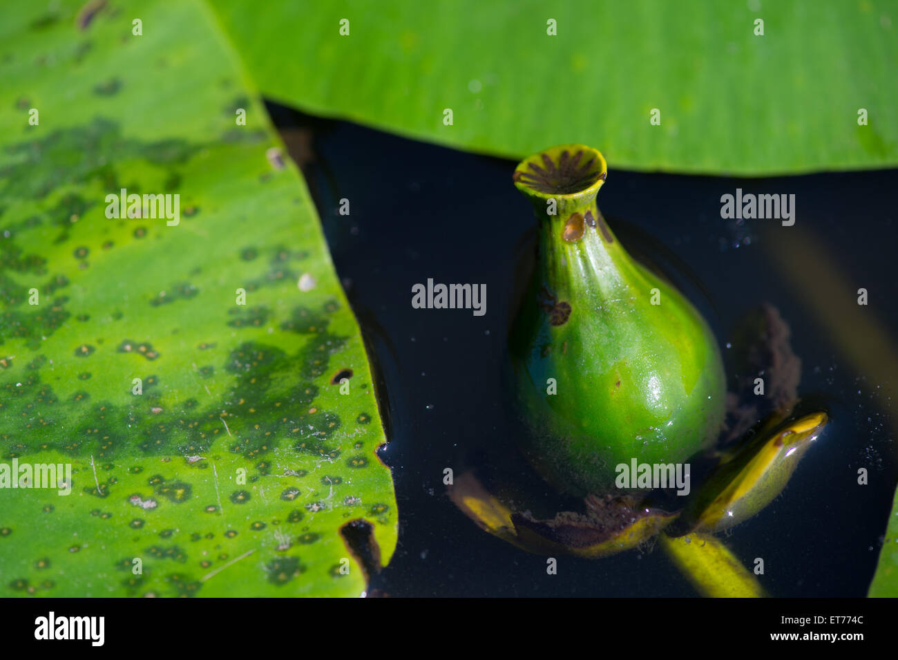 Yellow water lily in nature water Stock Photo - Alamy
