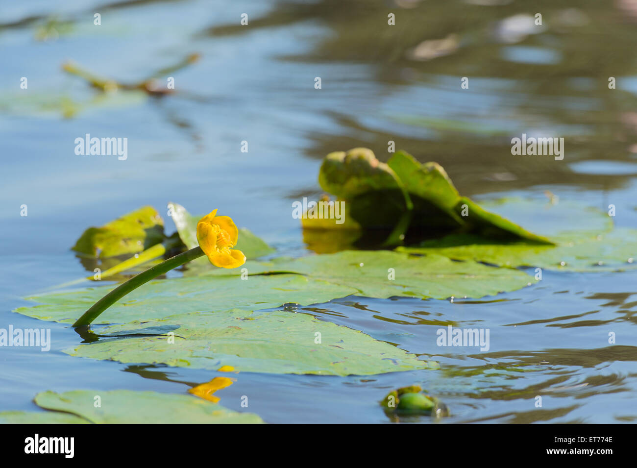 Water lily in nature hi-res stock photography and images - Alamy