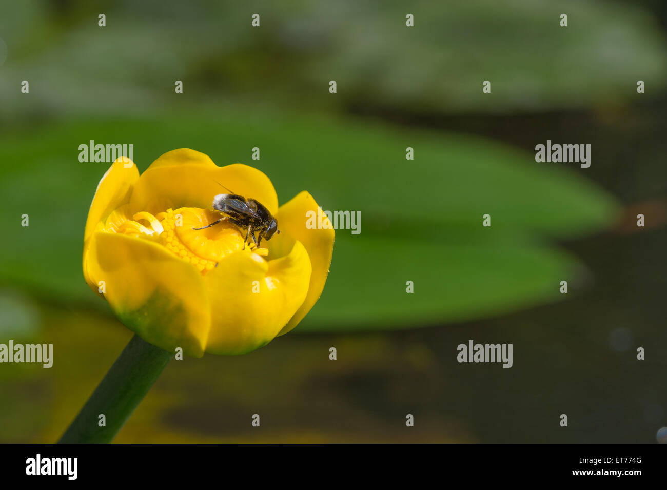 Yellow water lily with bee in nature water Stock Photo - Alamy