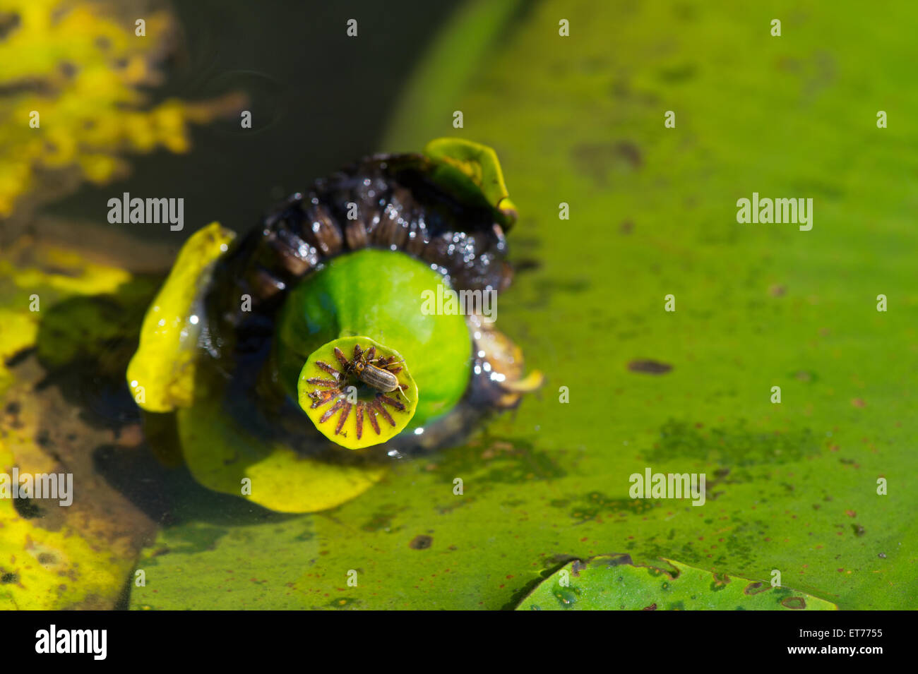 Yellow water lily in nature water Stock Photo - Alamy