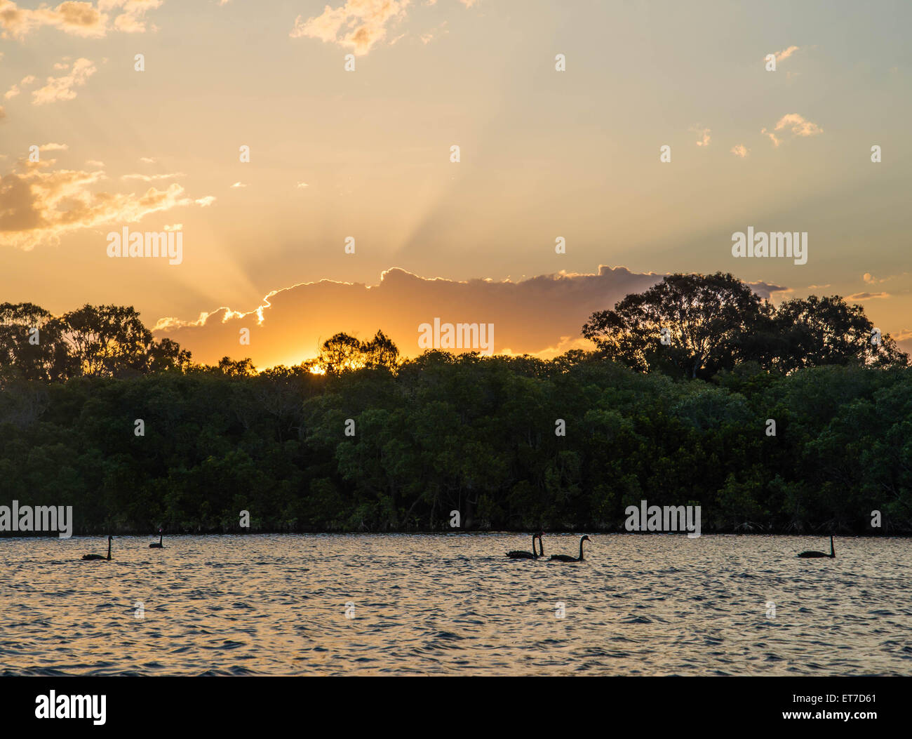 Black Swans swimming at sunset Stock Photo