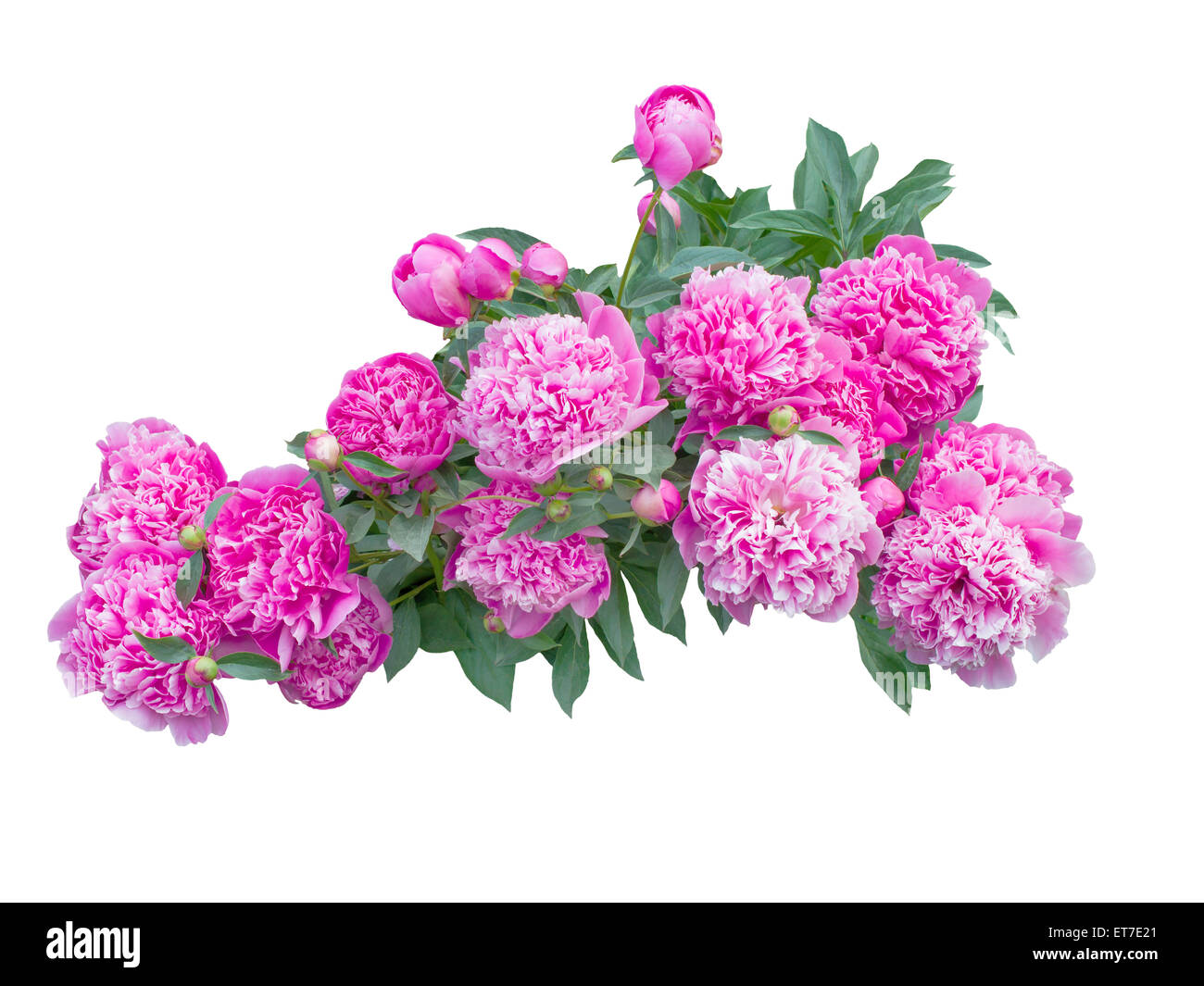 Pink peony flowers isolated on white background Stock Photo - Alamy
