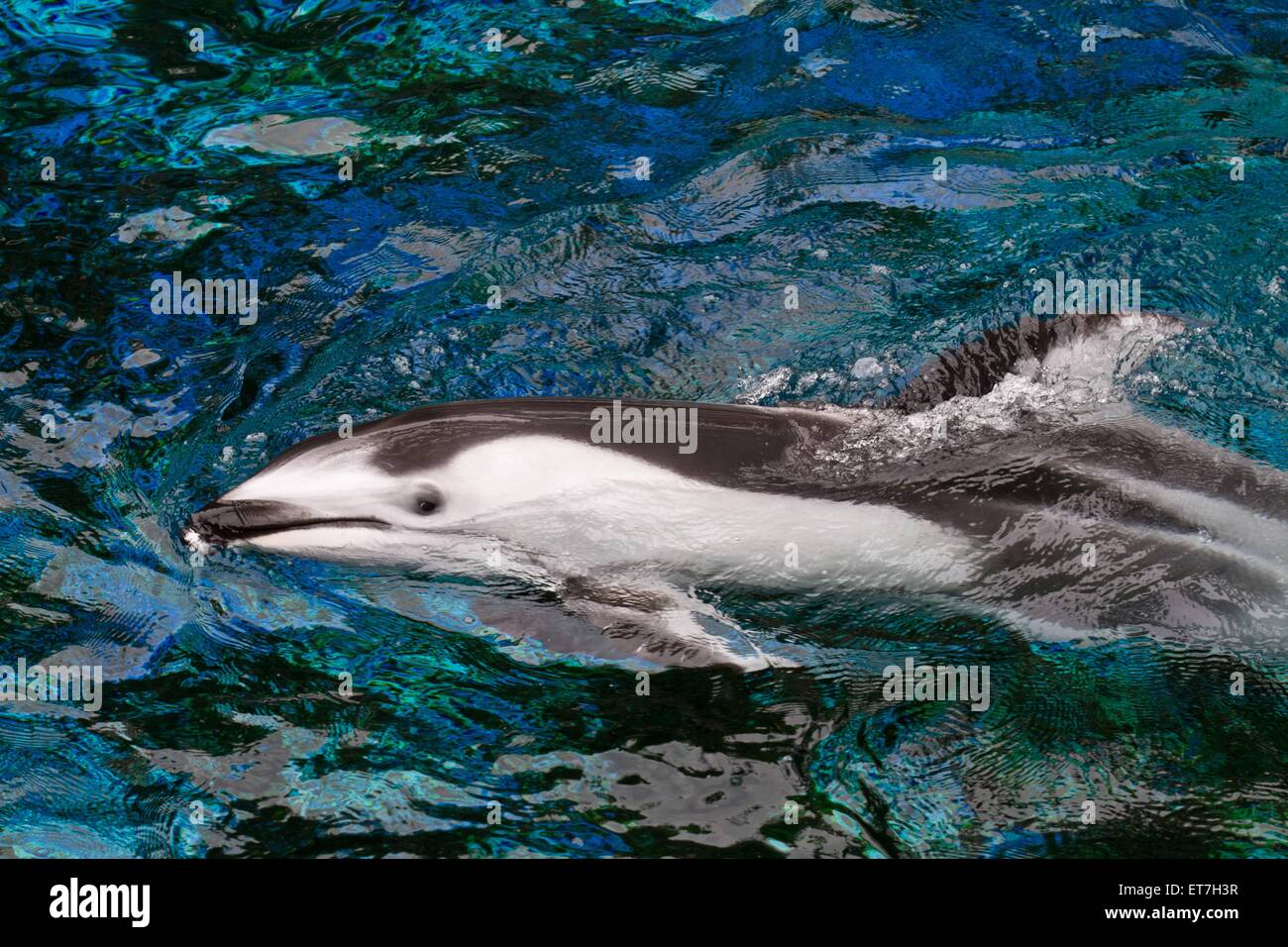Weissstreifendelphin, Pazifischer Weissseiten-Delphin (Lagenorhynchus obliquidens), schwimmt an der Wasseroberflaeche, Kanada |  Stock Photo