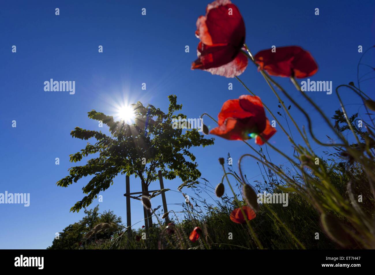 Mohn, Klatschmohn (Papaver rhoeas), rote Blueten im Gegenlicht, Deutschland, Mecklenburg-Vorpommern, Hiddensee | common poppy, c Stock Photo