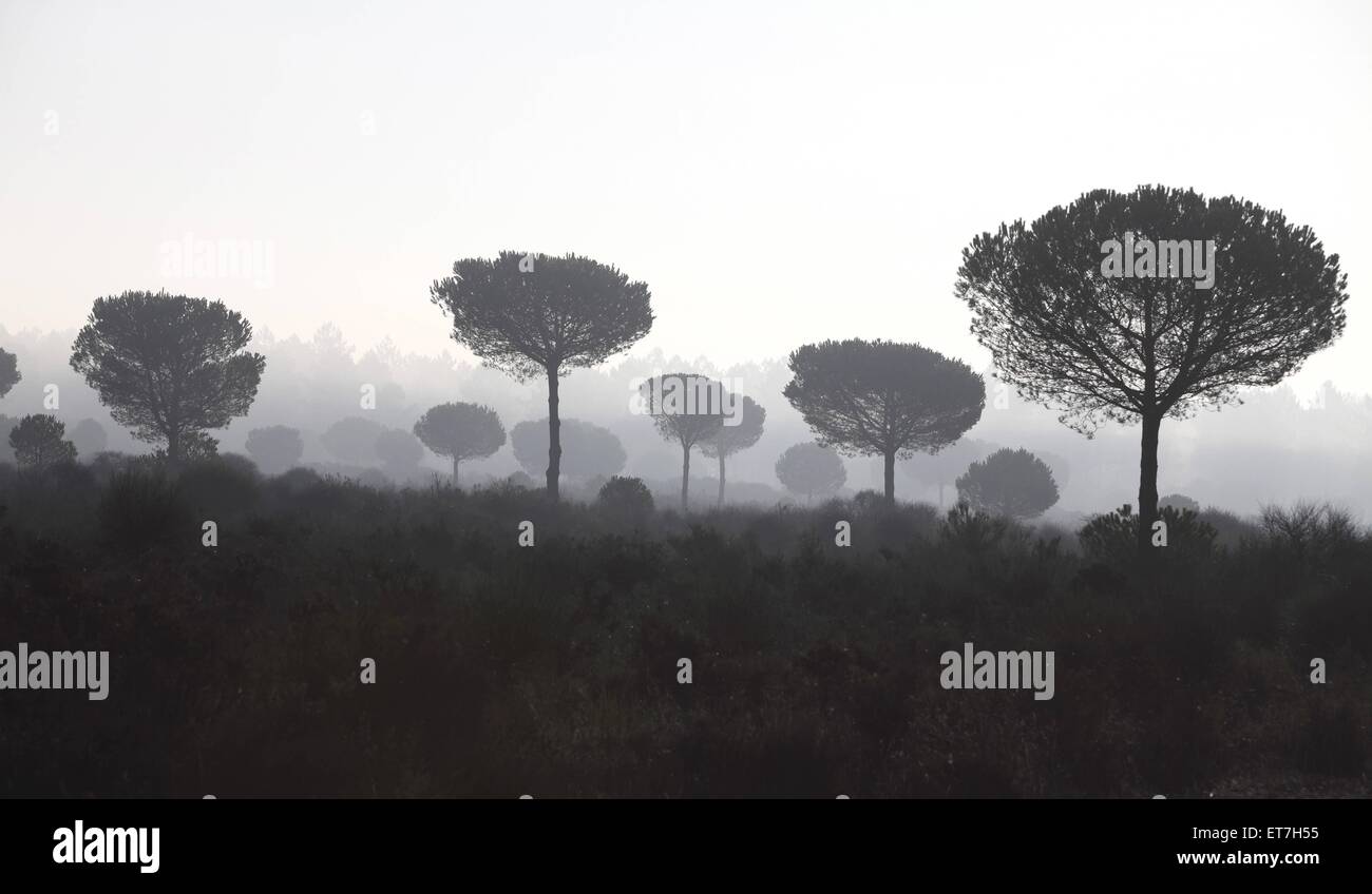 Pinie, Schirmkiefer, Schirm-Kiefer (Pinus pinea), Pinien im Nebel, Spanien, Coto De Donana Nationalpark, Acebron | umbrella pine Stock Photo