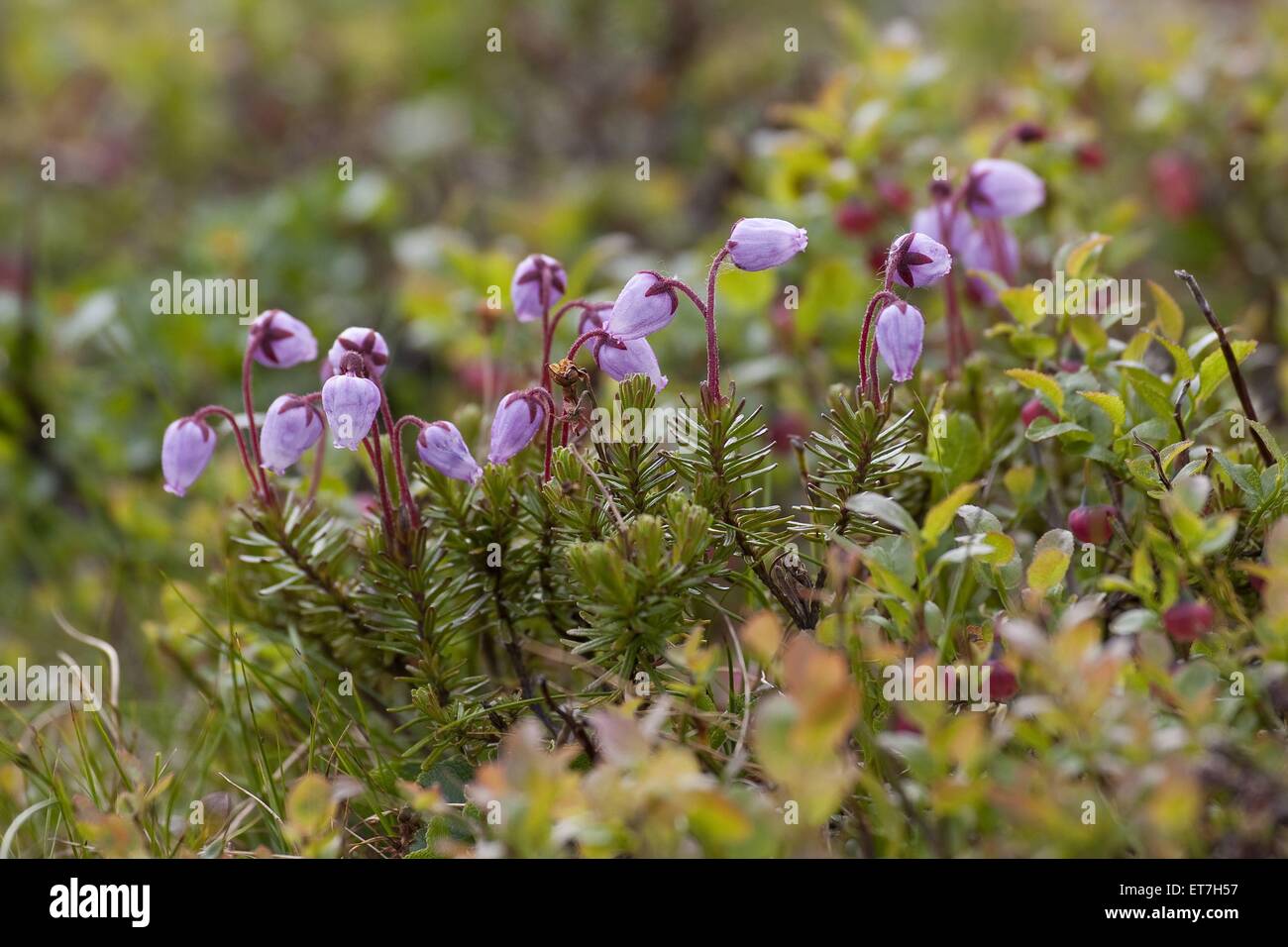 Blaeuliche Moosheide, Bergheide (Phyllodoce caerulea), bluehend | blue heath, blue mountain-heath (Phyllodoce caerulea), bloomin Stock Photo