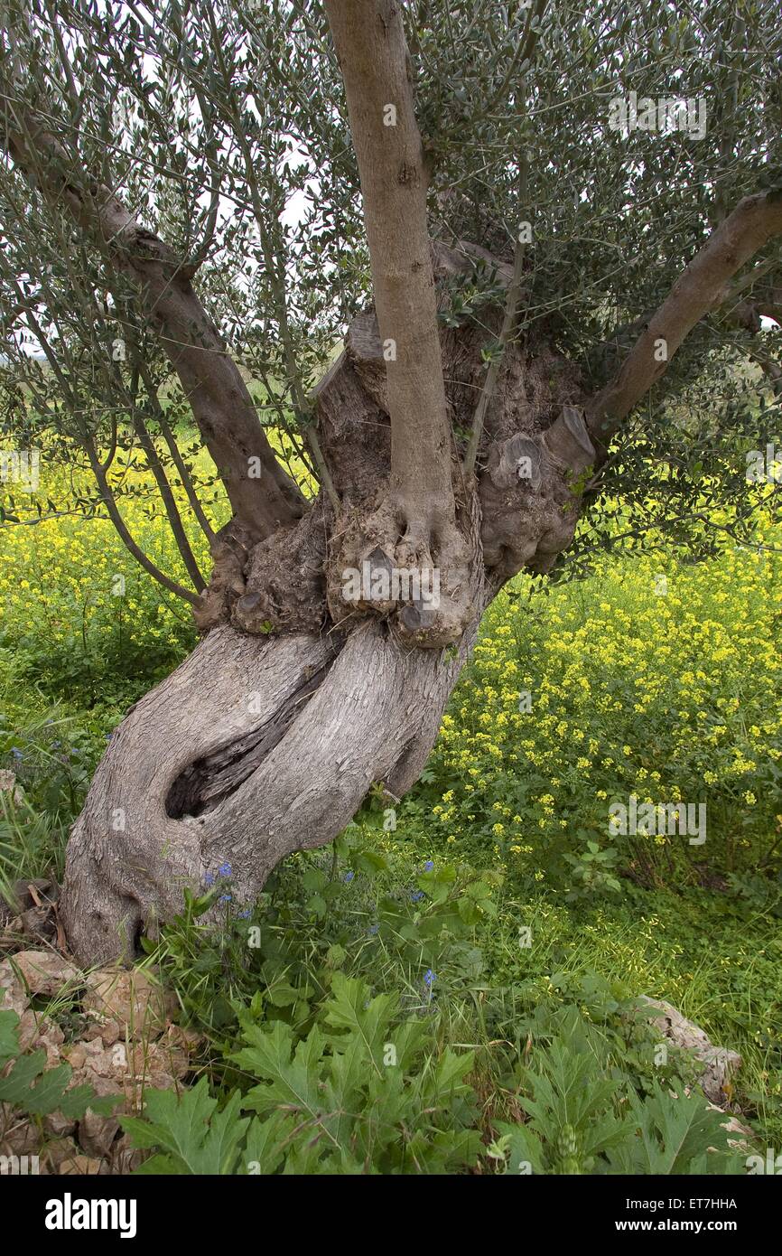 Kultur-Oelbaum, Kultur-Olivenbaum, Oelbaum, Olivenbaum (Olea europaea ssp.  sativa), uralter Baum mit Baumhoehlen auf Sizilien, I Stock Photo - Alamy
