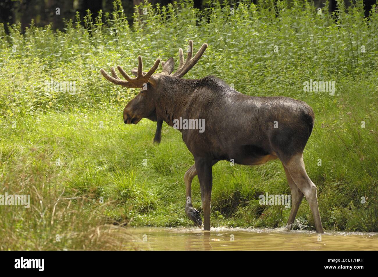 Europaeischer Elch (Alces alces alces), Elchbulle im Bast | elk, European moose (Alces alces alces), male with velvet on antlers Stock Photo