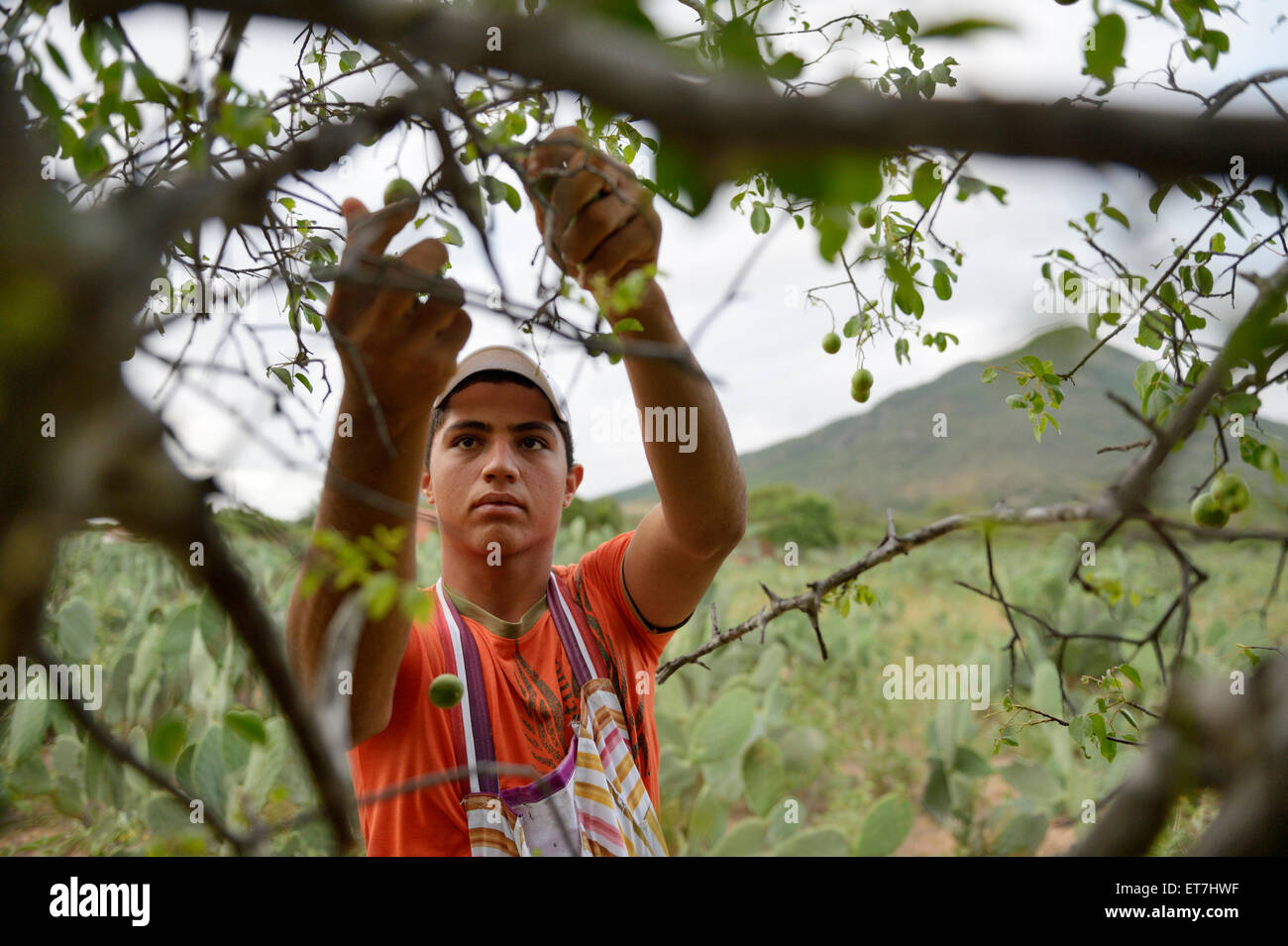 Brazil, Bahia, Munizip Uaua, teenage boy plucking fruits from umbu tree Stock Photo
