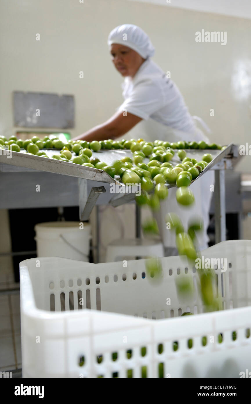Brazil, Bahia, Munizip Uaua, umbu fruits are being processed in factory Stock Photo