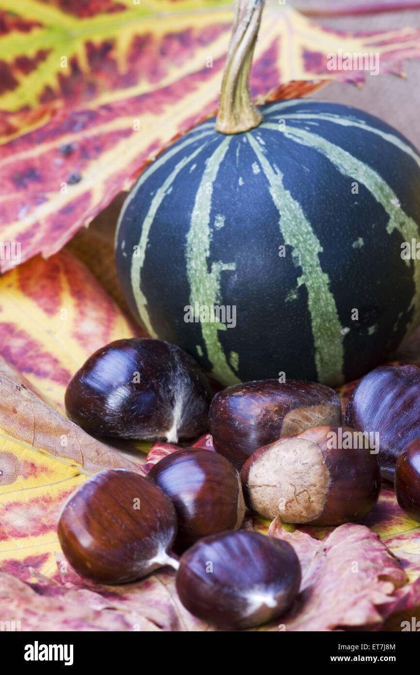 Edel-Kastanie, Edelkastanie, Ess-Kastanie, Esskastanie, Marone (Castanea sativa), Stillleben im Herbst mit Kastanien und Zierkue Stock Photo