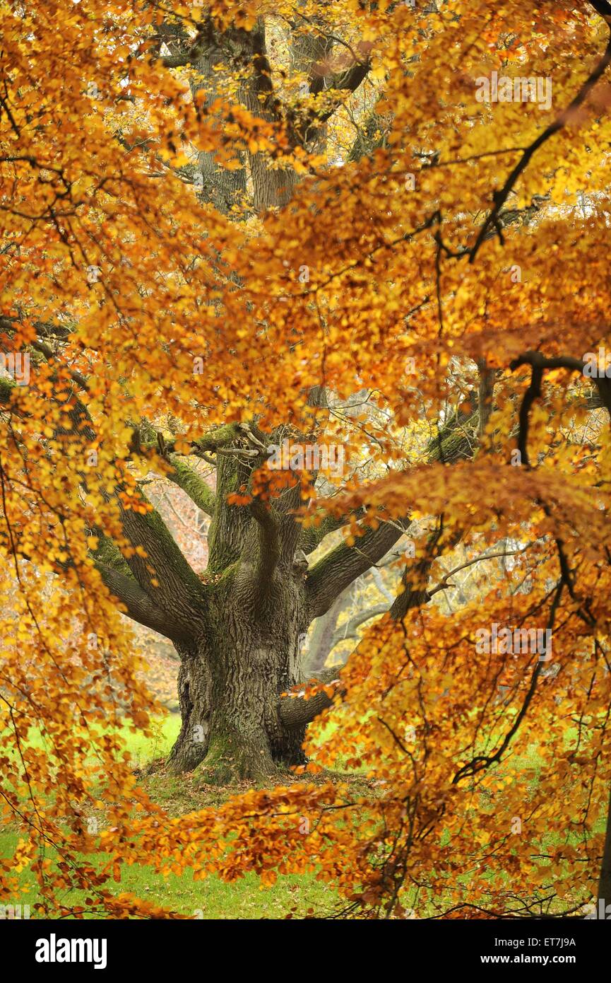 Stiel-Eiche, Stieleiche (Quercus robur), alte Eiche durch Herbstzweige betrachtet, Deutschland, Mecklenburg-Vorpommern, Ruegen | Stock Photo