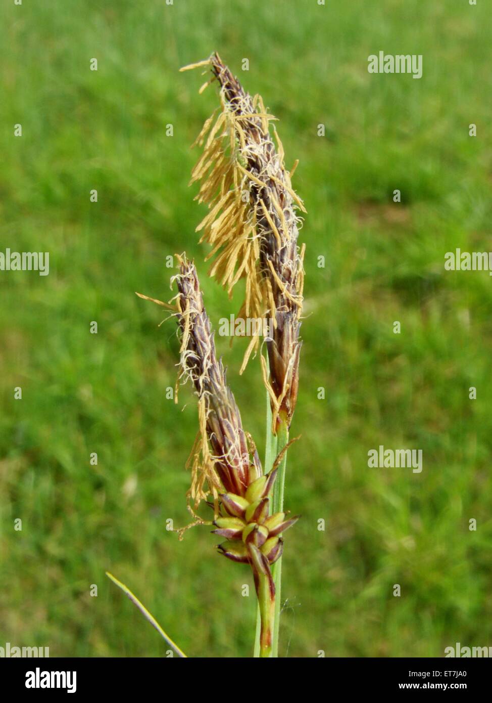 Blaugruene Segge (Carex flacca), maennliche Bluetenstaende | glaucous sedge (Carex flacca), male inflorescences Stock Photo