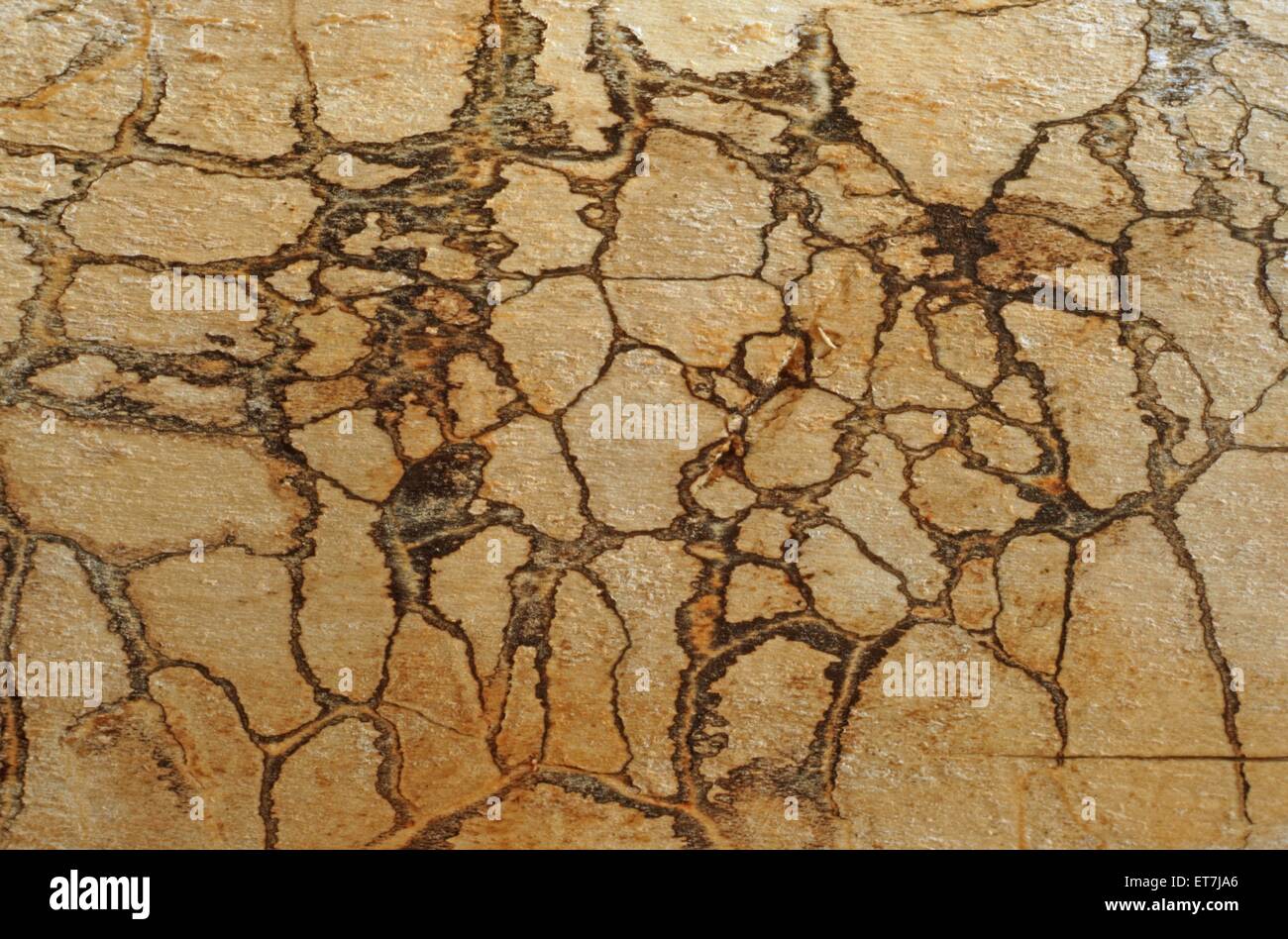 Ausscheidungsspuren eines Myomyceten-Plasmodium auf Laubholz, Deutschland | feces traces of slime mold Plasmodium on bark, Germa Stock Photo
