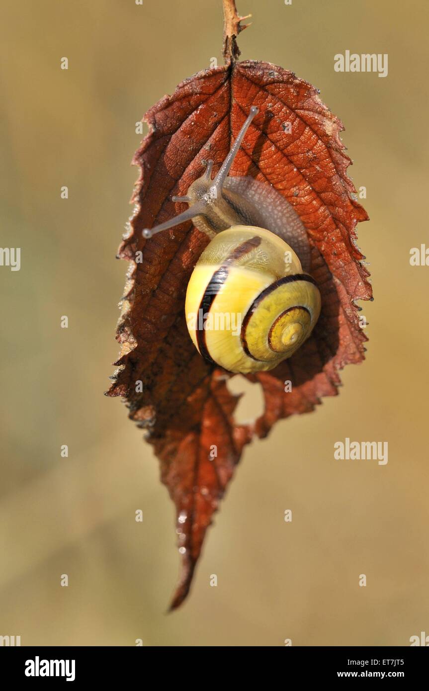 GartenSchnirkelschnecke, Gartenschnirkelschnecke, Garten