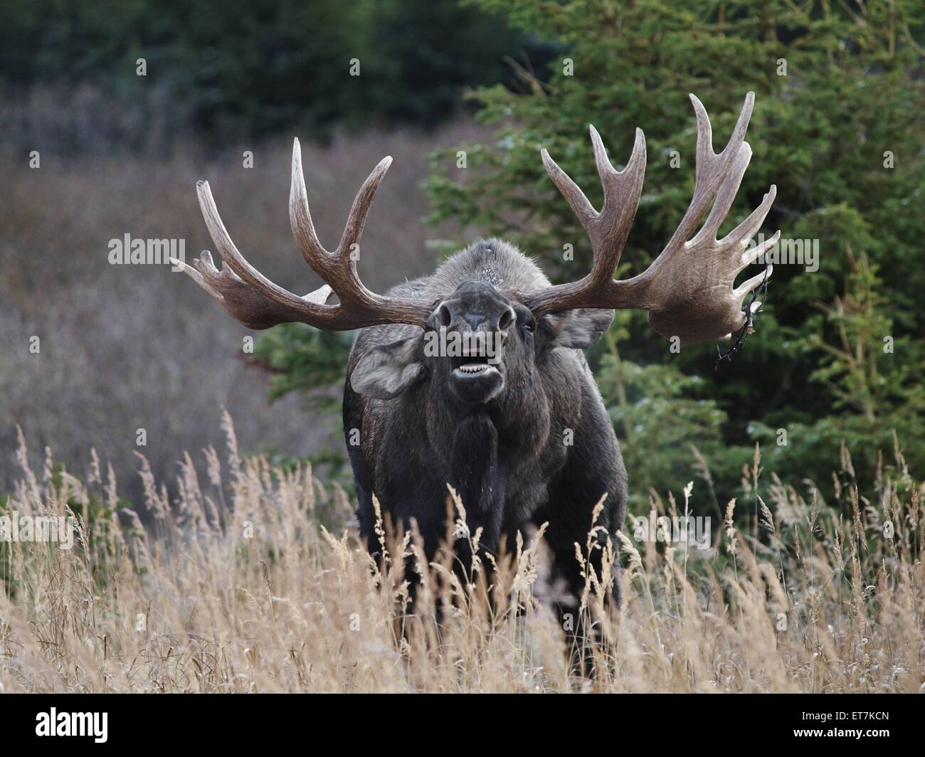 Alaska elch hi-res stock photography and images - Alamy