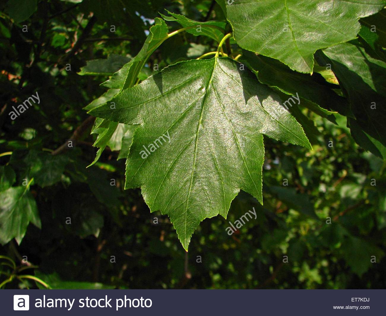 Elsbeere (Sorbus torminalis), Blatt, Baum des Jahres 2011 Stock Photo ...