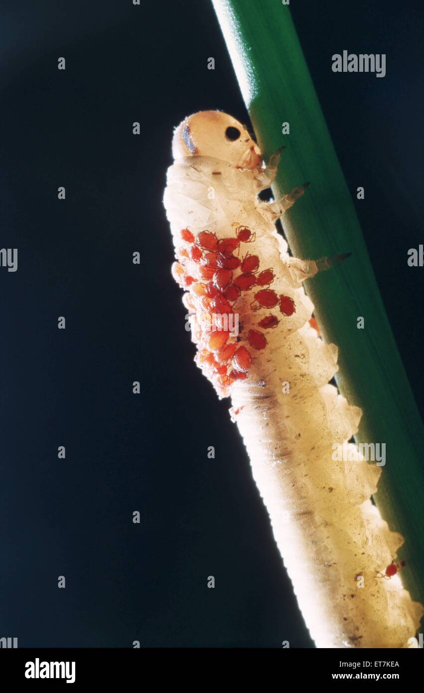 Samtmilbe, Sammetmilbe (Trombidium spec.), an Blattwespenlarve | velvet mite (Trombidium spec.), larvae on sawfly larva Stock Photo