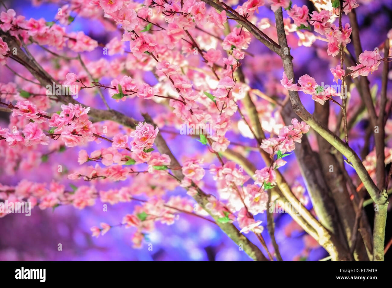 Cherry blossoms in full bloom Stock Photo Alamy