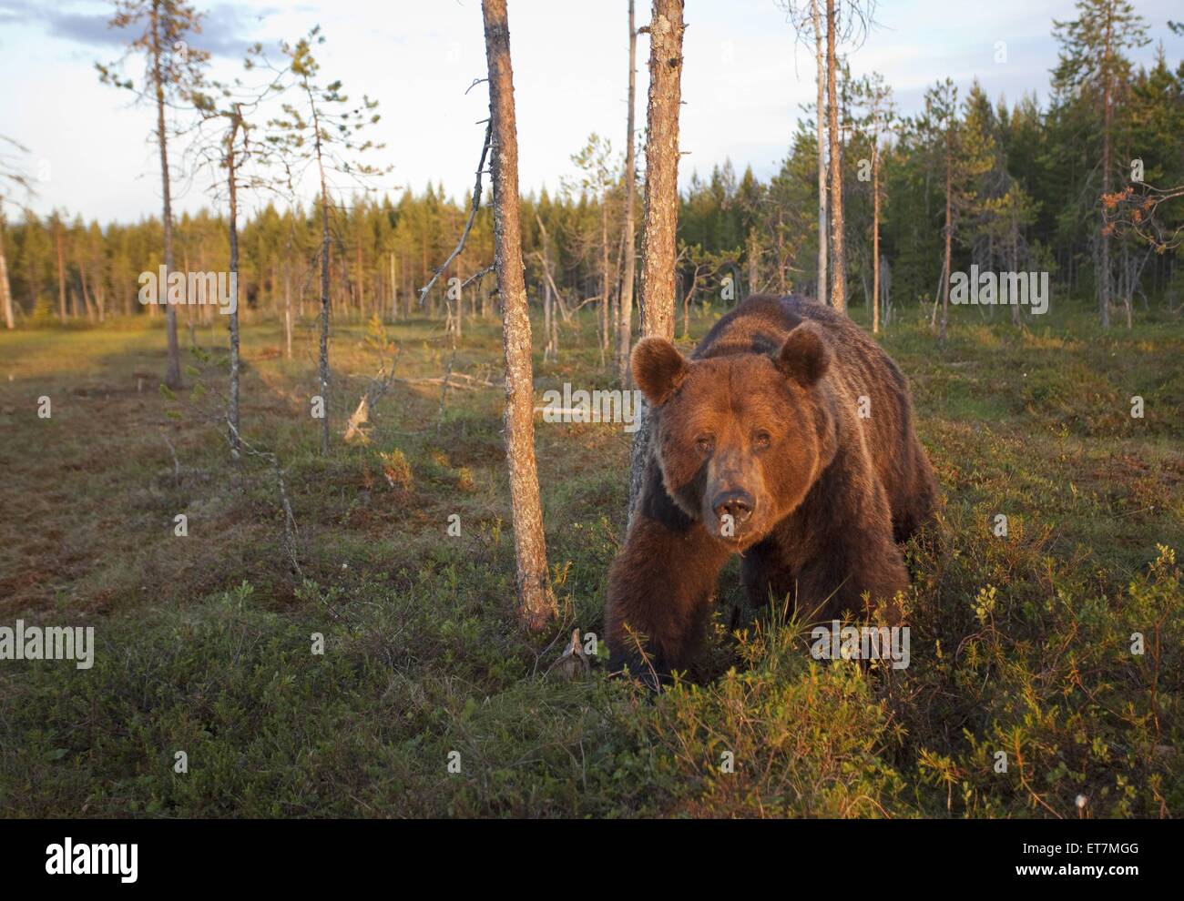 Europaeischer Braunbaer (Ursus arctos arctos), laeuft am Waldrand | European brown bear (Ursus arctos arctos), walking at a fore Stock Photo