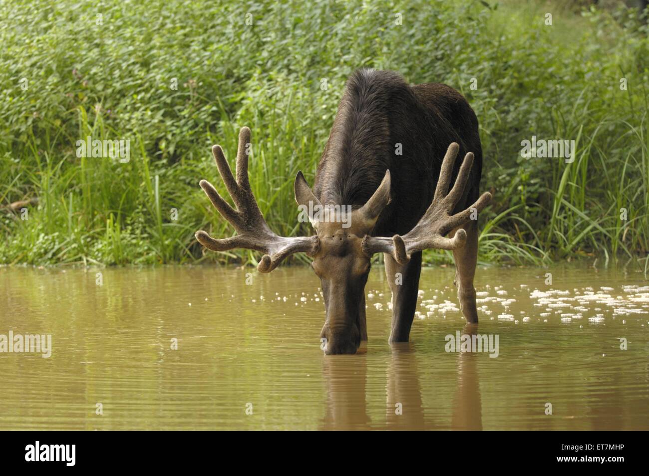 Europaeischer Elch (Alces alces alces), Elchbulle im Bast, trinkend | elk, European moose (Alces alces alces), male with velvet  Stock Photo