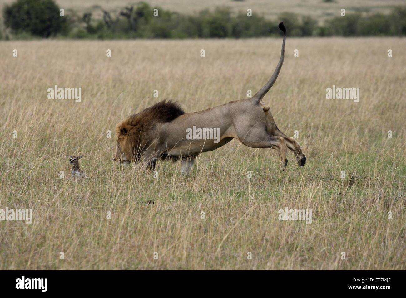 Loewe (Panthera leo), Maennchen faengt in der Savanne ein im trockenen Gras sitzendes Gazellenkitz, Kenia, Masai Mara Nationalpa Stock Photo