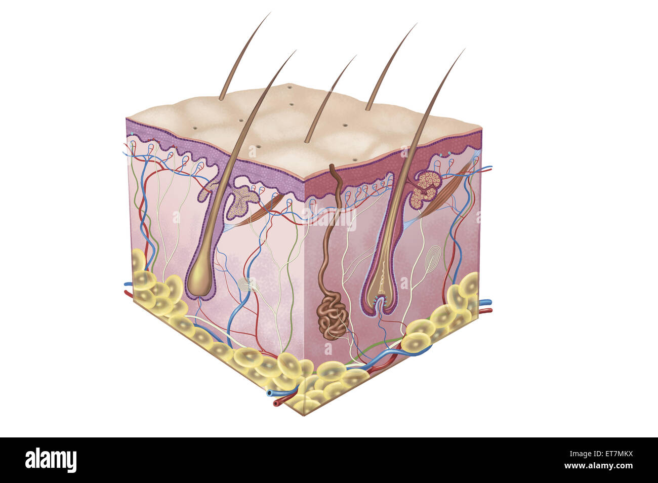 Human Skin, Human Organs Stock Photo Alamy