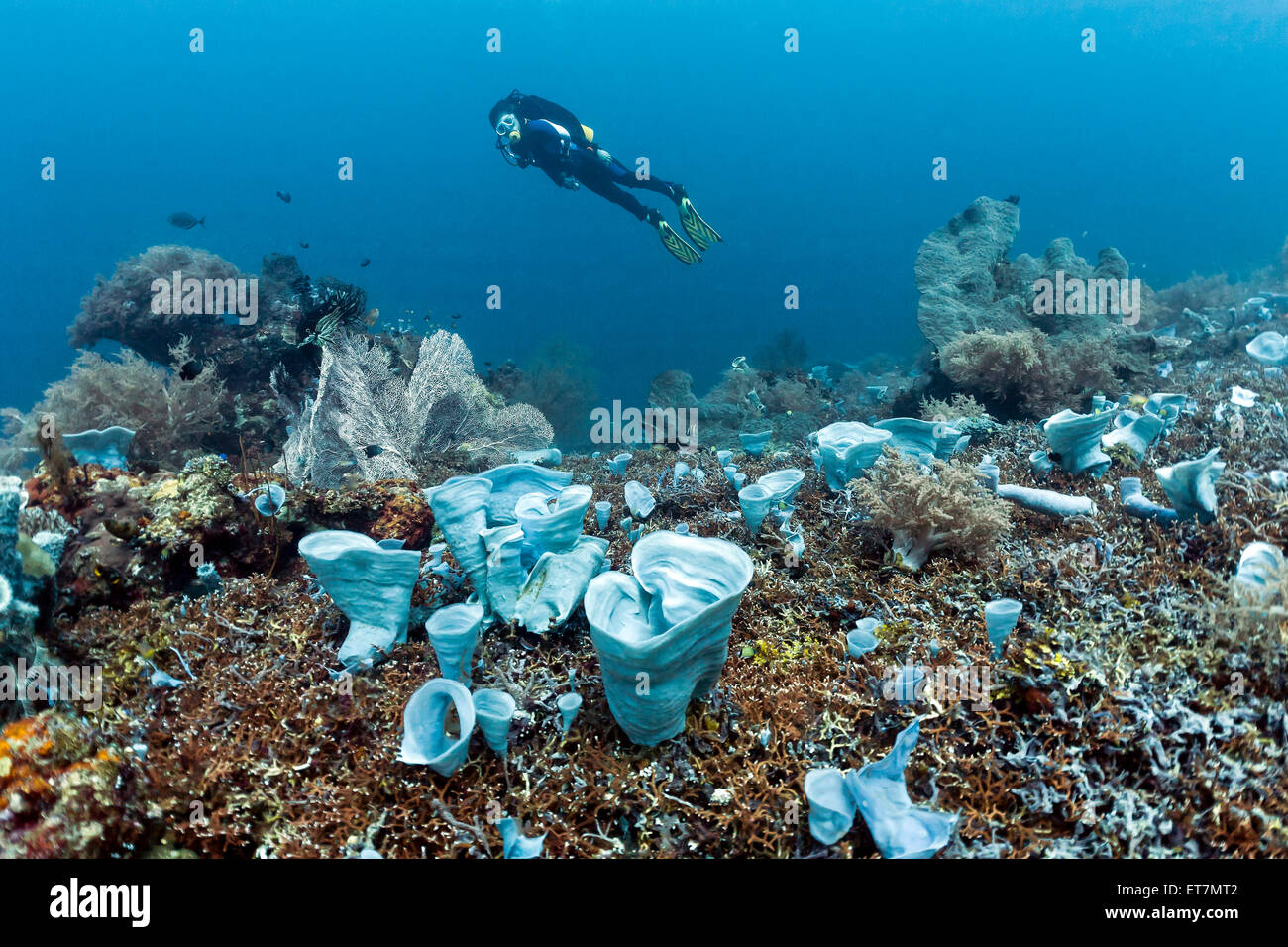 Coral reef sponge hires stock photography and images Alamy