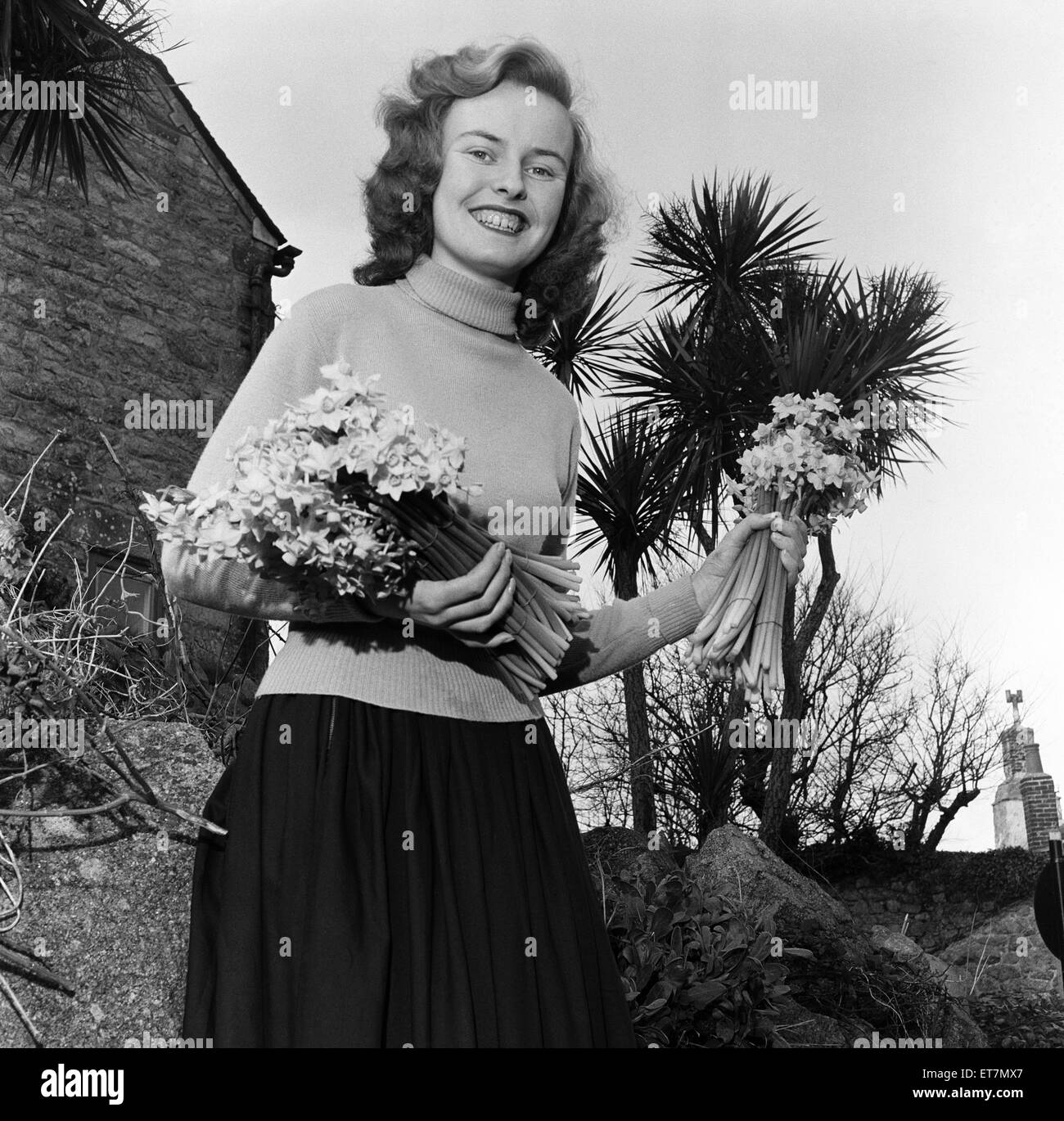 18-year-old Barbara Ball poses with some of the earliest Narcisi Soleil flowers ready for shipment to the mainland. The flowers are being shipped each week from St. Mary's, Isles of Scilly. 5th January 1954. Stock Photo