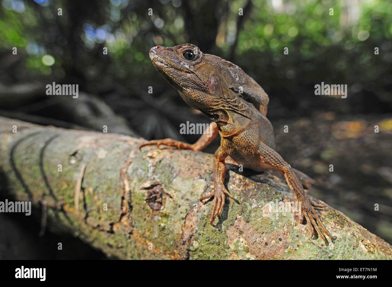 Brown B High Resolution Stock Photography And Images Alamy