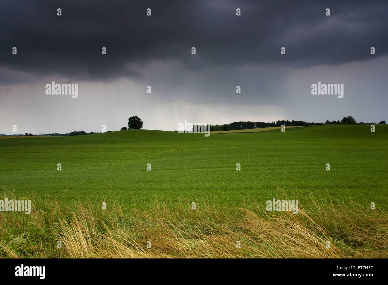 Gewitterwolken ueber Feldlandschaft, Deutschland, Sachsen, Vogtlaendische Schweiz | black clouds over field landscape, Germany,  Stock Photo