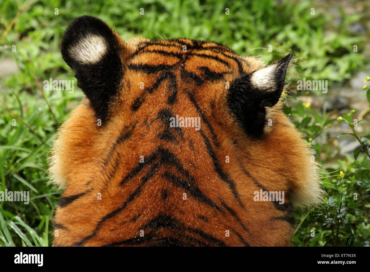 Malaysia-Tiger, Malaysiatiger, Malaysischer Tiger, Malayischer Tiger, Jackson-Tiger, Jacksontiger  (Panthera tigris jacksoni), H Stock Photo