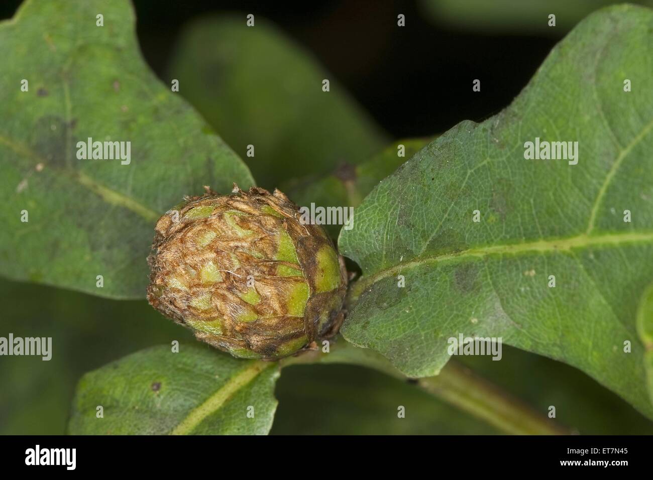 Eichenrosengallwespe, Eichenrosen-gallwespe (andricus Fecundator 