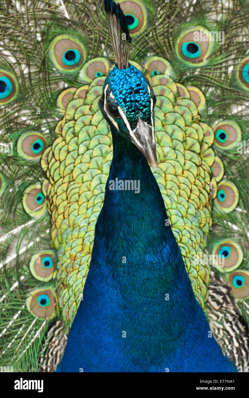 Closeup portrait of beautiful peacock Stock Photo - Alamy