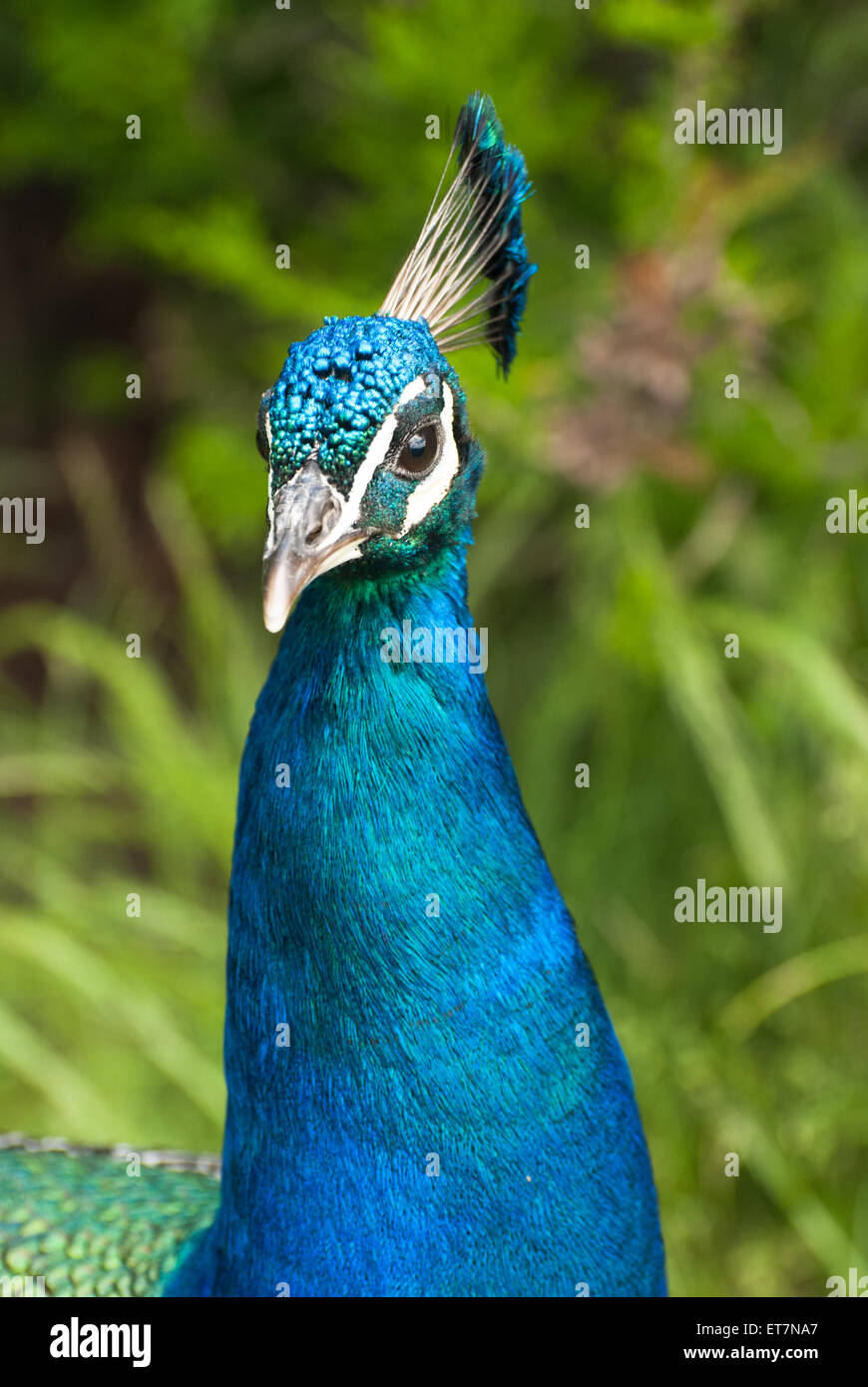 Closeup portrait of beautiful peacock Stock Photo - Alamy